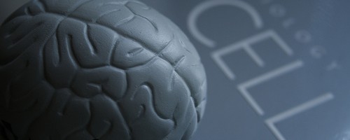 Brain Cell