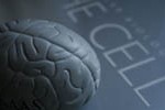 Brain Cells Lysosomal Storage